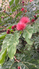 Calliandra haematocephala
