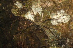 Pandercetes