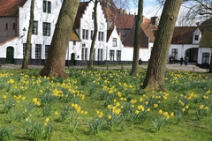 Narcissus pseudonarcissus
