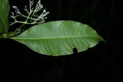 Palicourea violacea