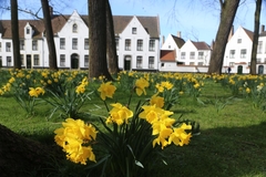 Narcissus pseudonarcissus