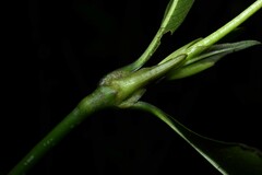 Palicourea violacea