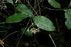 Palicourea violacea