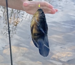 Astronotus ocellatus