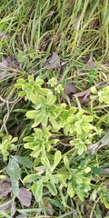 Sedum praealtum