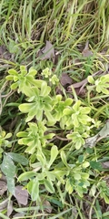 Sedum praealtum