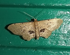 Idaea gemmata