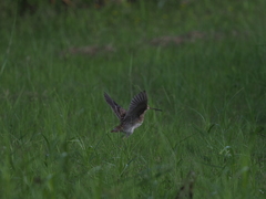 Gallinago hardwickii