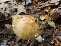 Amanita rubescens