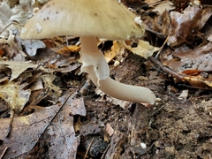 Amanita rubescens