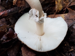 Amanita rubescens