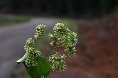 Heliotropium melanochaeta