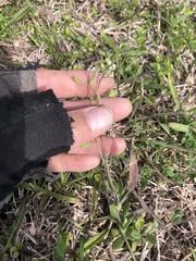 Tomostima platycarpa