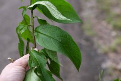 Heliotropium melanochaeta