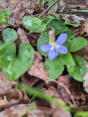 Viola walteri