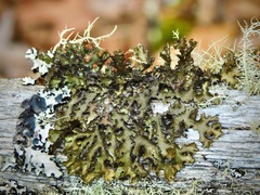 Tuckermanella fendleri