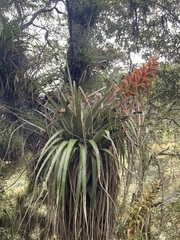 Tillandsia bourgaei