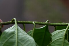 Heliotropium melanochaeta