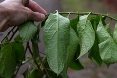 Heliotropium melanochaeta