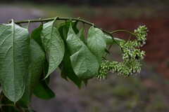 Heliotropium melanochaeta