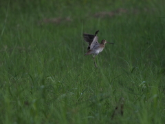 Gallinago hardwickii