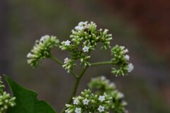 Heliotropium melanochaeta