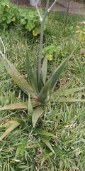 Aloe vera