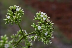 Heliotropium melanochaeta