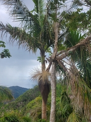 Roystonea borinquena