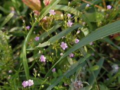 Psammophiliella muralis