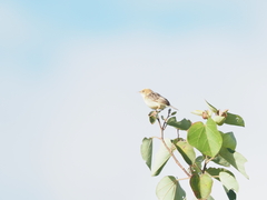 Cisticola exilis