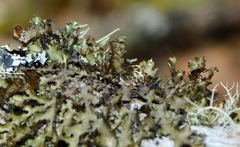 Tuckermanella fendleri