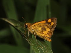 Taractrocera archias