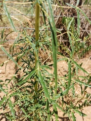 Sesamum triphyllum