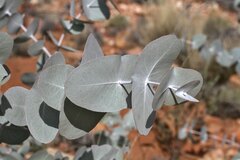 Eucalyptus gamophylla
