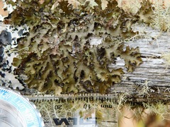 Tuckermanella fendleri