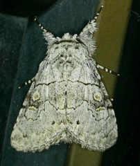 Charadra dispulsa