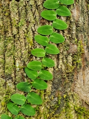 Marcgravia rectiflora