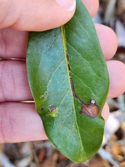 Phyllocnistis magnoliella