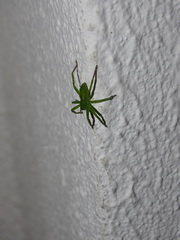 Micrommata