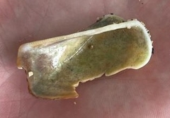 Lamarcka imbricata