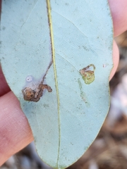 Phyllocnistis magnoliella