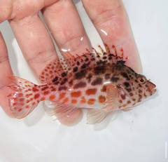 Cirrhitichthys oxycephalus