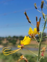 Cleome angustifolia