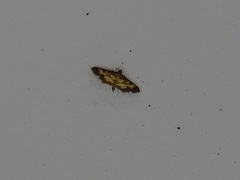 Ategumia
