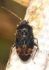 Charagochilus gyllenhalii