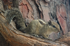 Funambulus pennantii