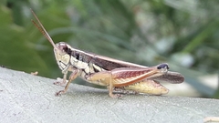 Dichroplus elongatus