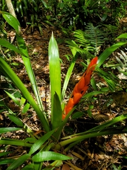 Guzmania berteroniana