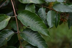 Vismia latifolia